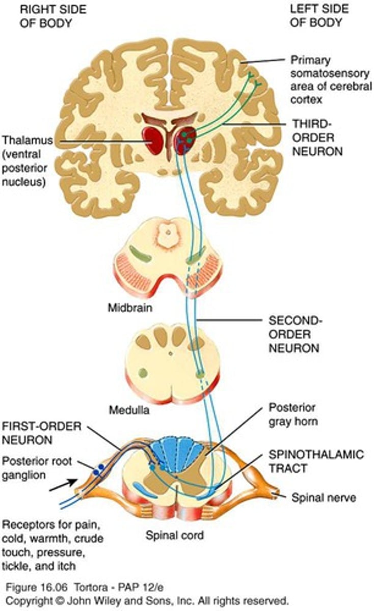 <p>Detects stimulus → spinal cord</p>