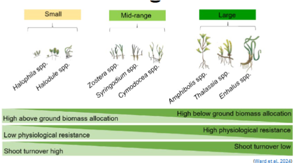 <p><span><strong><u>Common Seagrass genera</u></strong></span></p><ul><li><p></p></li><li><p></p></li></ul><p></p>