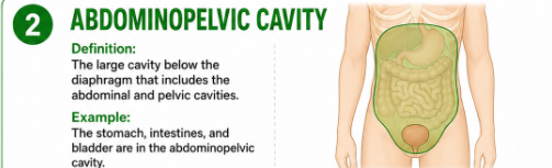 <p>The large cavity below the diaphragm that includes the abdominal and pelvic cavities.<br>Example: The stomach, intestines, and bladder are in the abdominopelvic cavity.</p>