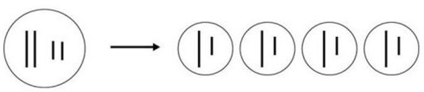 <p>Which process is represented by Figure 12.1?</p>
