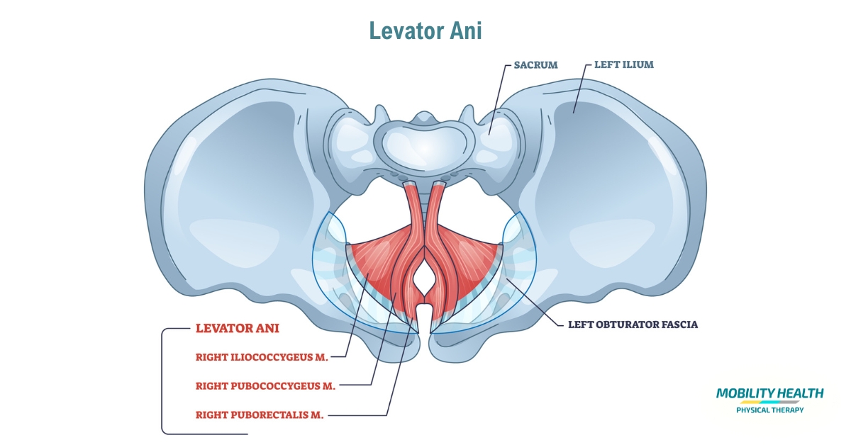 <p>levator ani </p>