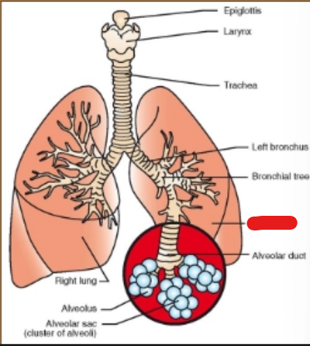 <p>what is it (Respiratory System)</p>