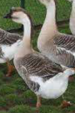 <p>welk type gans is dit</p>