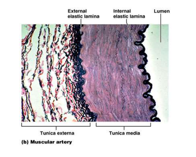 <p>ELASTIC ARTERIES</p><p> There of lots of elastic fibers in the tunica media</p><p> Muscular Arteries</p><p> Tunica media is thick</p>