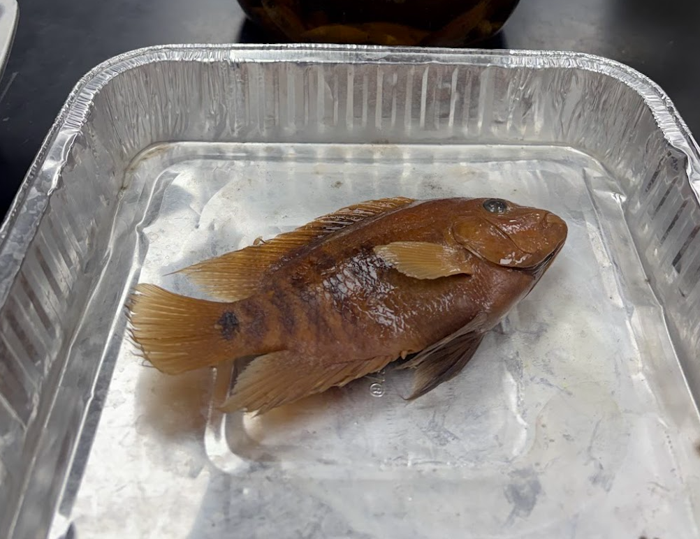 <p>Herichthyes cyangutatus</p>