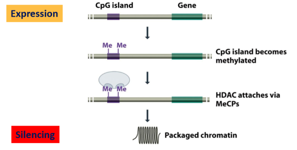 <p>CpG islands: high proportion of C-G </p><ul><li><p>When not methylated: active promotor → gene expression</p></li><li><p>When methylated:</p><ul><li><p>C-methylation</p></li><li><p>Recruitment of Methyl-CpG-binding proteins (MeCP)</p></li><li><p>Recruitment of Histone-deacetylase (HDAC): they remove acetyl group of hystones, now they are + charged and bind more to DNA (-)</p></li><li><p>Chromatin will be more compact → gene silencing</p></li></ul></li></ul><p></p>