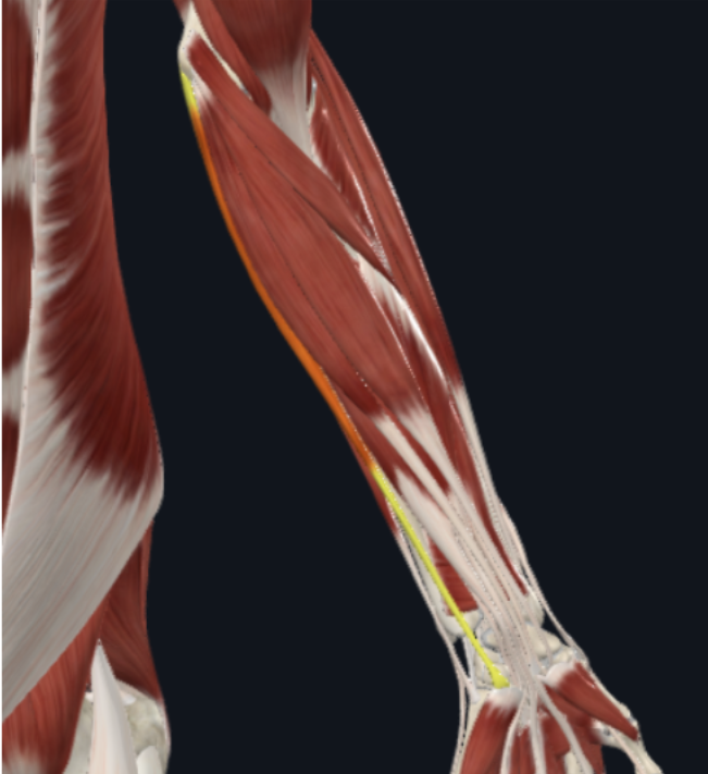 <p>What is the muscle shown in the photo?</p>