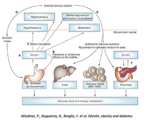 <ul><li><p><span>GI hormones are well-known to regulate GI motility &amp; digestive function</span></p></li><li><p><strong>Ghrelin</strong> is primary produced in the gastric fundus and is responsible for appetite stimulation</p></li><li><p><span>Obesity is associated with reduced post-prandial ghrelin suppression</span></p></li><li><p><strong>Anorexigenic intestinal hormones</strong>, including glucagon-like peptide 1(GLP1), peptide YY (PYY) &amp; cholecystokinin (CCK) are secreted in response to food intake: involved in digestion, insulin secretion &amp; post-digestive metabolism and satiety</p></li><li><p><span>Meal consumption in humans with obesity is associated with delayed, reduced, or otherwise attenuated activity of anorexigenic hormones</span></p></li><li><p><strong>Leptin</strong> is predominantly secreted by white adipose tissue</p></li><li><p><span>Circulating levels correlate with fat mass and represent a hormonal signal of body energy stores</span></p></li><li><p><span>In individuals with more body fat, serum, plasma and CSF leptin levels are elevated</span></p></li></ul><p></p>