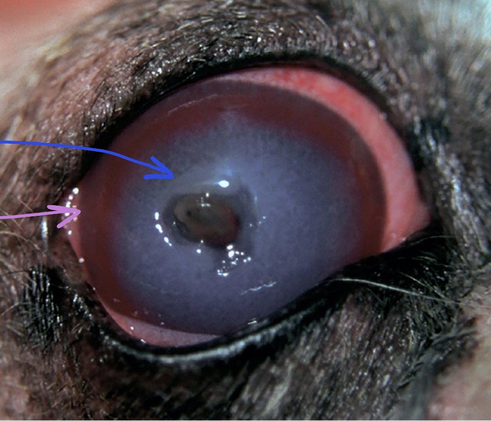 <ul><li><p>corneal edema</p></li><li><p>superficial neovascularization</p></li><li><p>inflammatory cell infiltrates</p></li></ul><p></p>