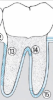 <p>located only between roots of multirooted teeth, not every tooth has it.</p><p>It is that number 14 in the photo</p>