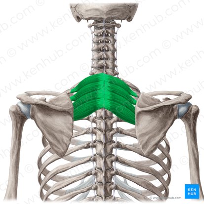 <p>Serratus Posterior Superior <strong>innervation</strong></p>