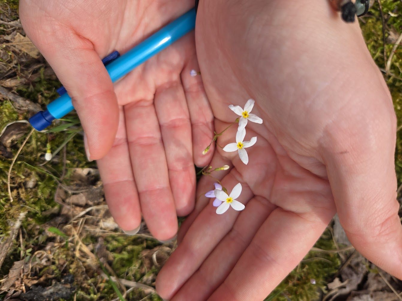 <p><strong>(<em>Houstonia caerulea</em>)</strong> – Tiny delicate plant with pale blue flowers and yellow centers. Lawns, open woods. <strong>Autotroph.</strong><br><strong>Uses:</strong> Ornamental; aesthetic/ecological value.</p>