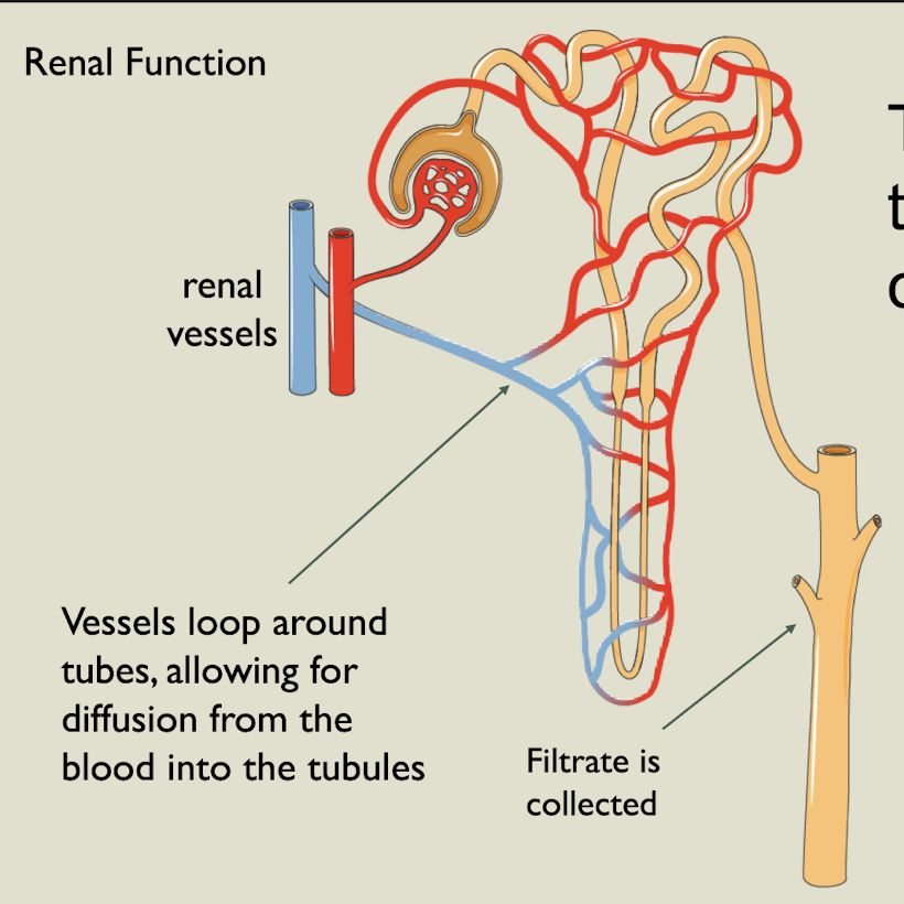 <p>Renal function</p>