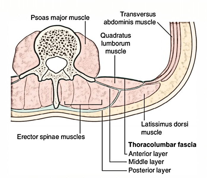 <p>The quadratus lumborum muscle from the erector spinae muscles.</p>