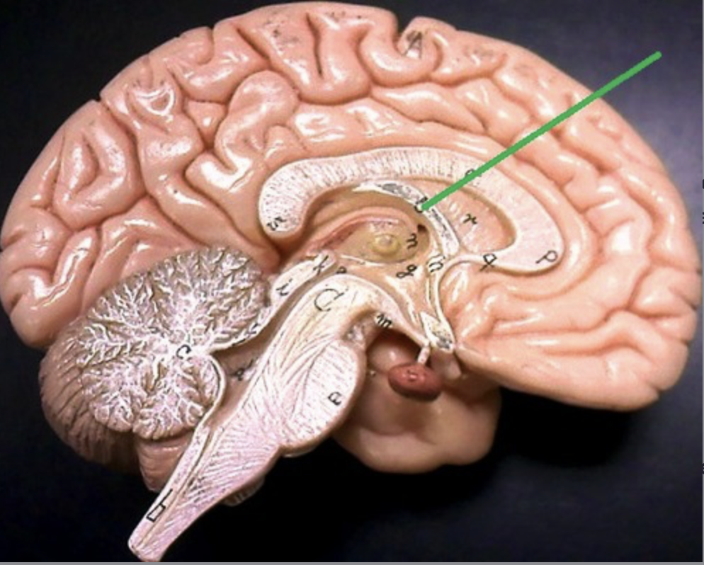 <p>white matter fibers involved in limbic system</p>