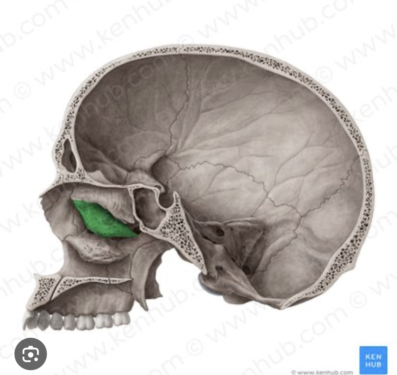 <p>what is this R/L</p>