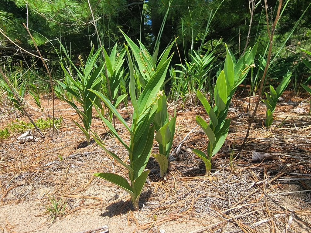 Maianthemum stellatum (Asparagaceae)
