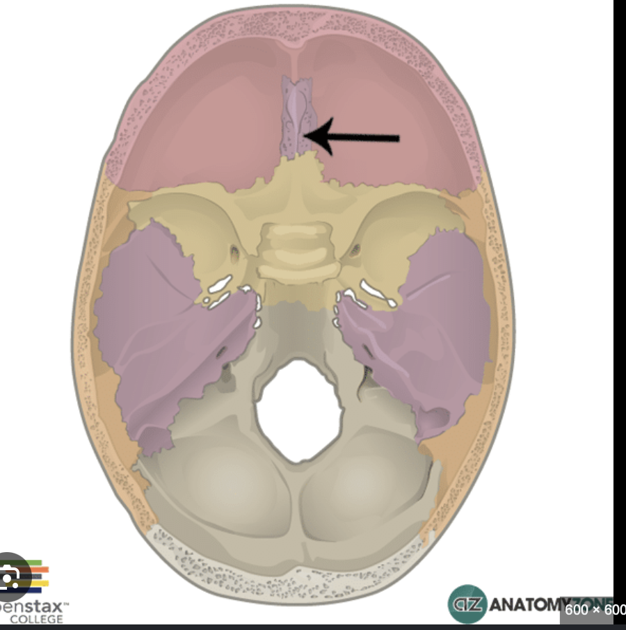 <p>Hint - “U” under crista galli</p>