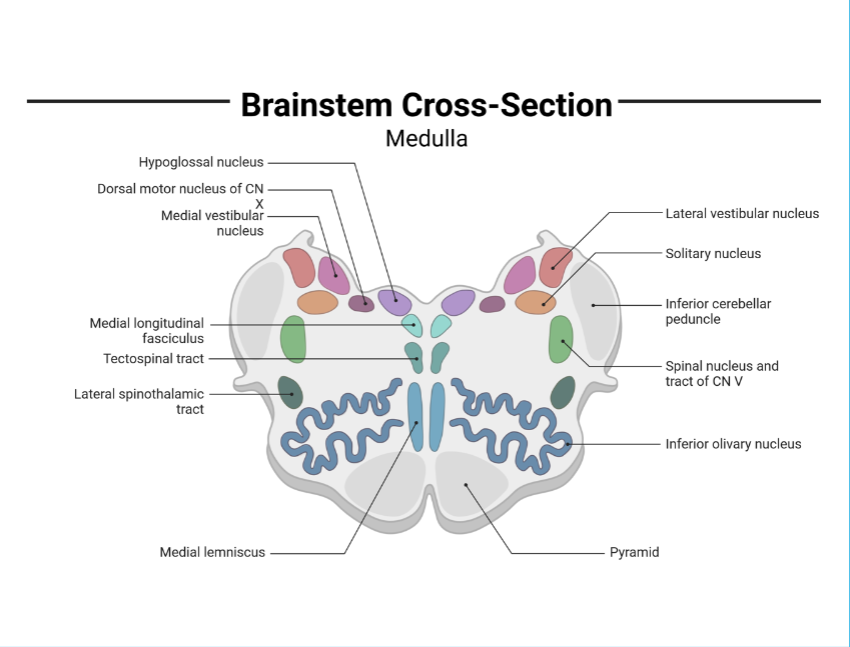 <p>medulla function (4 types)</p>