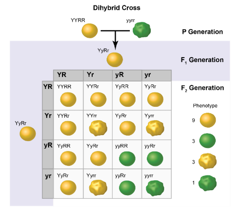 <p>CH 3: During his experiments with pea plants, Gregor Mendel crossed plants that were heterozygous for two traits with one another in order to determine laws of inheritance. The Punnett square shows the results of this&nbsp;cross.</p>
