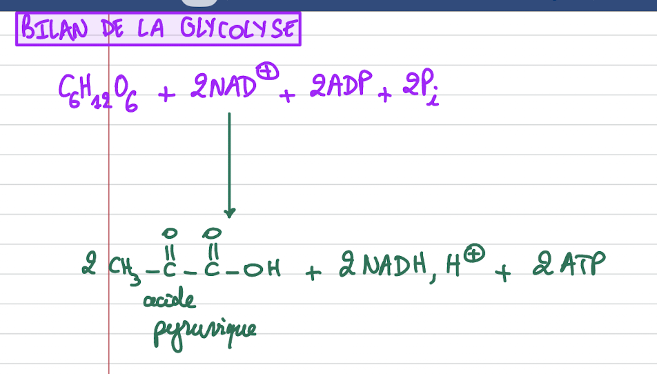 <p>Il y a une réaction de couplage où 2ADP + 2Pi (phosphate inorganique) sont convertis en 2ATP. </p><p>Cela représente le “profit” énergétique immédiat stocké par la cellule. </p>