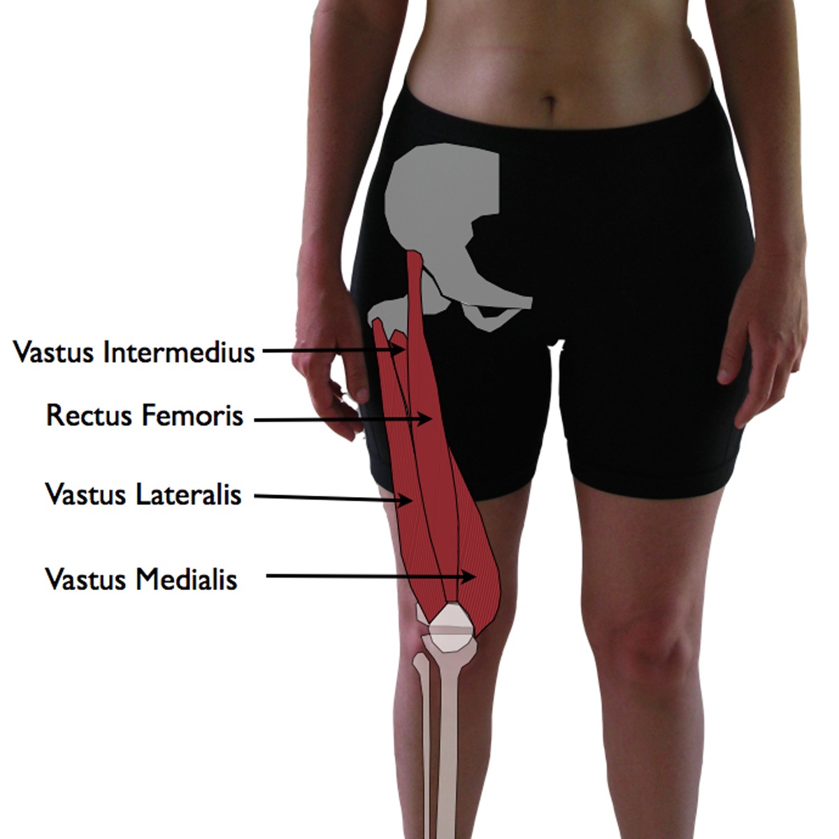<p>m obszerny posredni vastus intermedius </p>