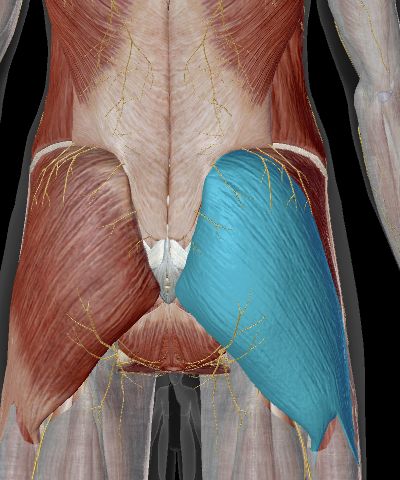 <p>Gluteus Maximus Insertion</p>