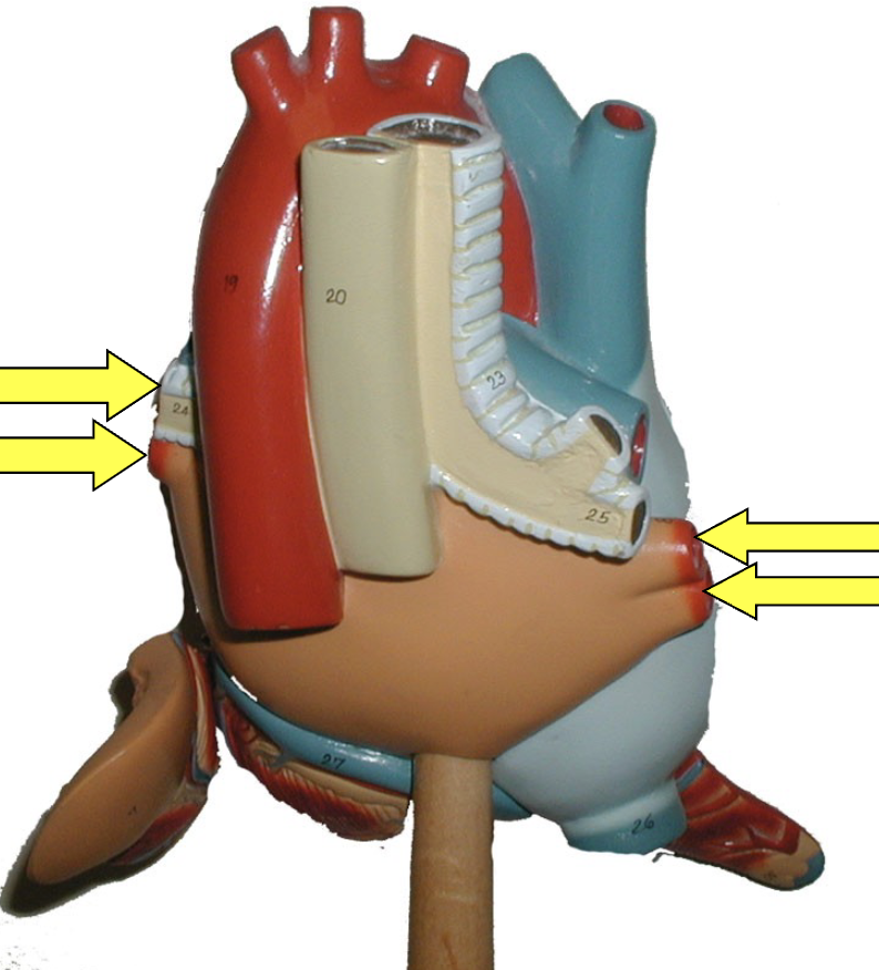 <p>what part of the heart muscle is shown?</p>