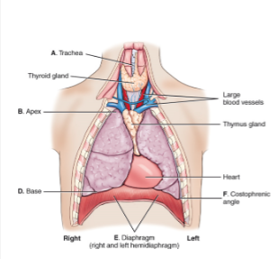 <p>The apex oof the lungs is the rounded upper area of the lungs above the level of the clavicles.</p>