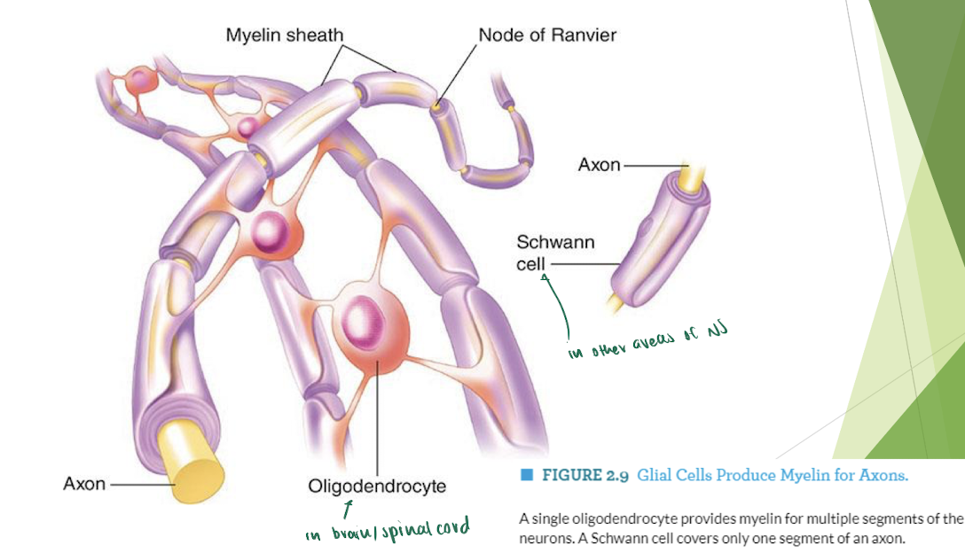 <p>Glial Cells : Myelin-producing Glial Cells</p>