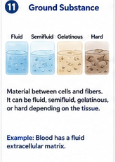 Material between connective tissue cells and fibers. It can be fluid, semifluid, gelatinous, or hard depending on the tissue. Example: Blood has a fluid extracellular matrix.
