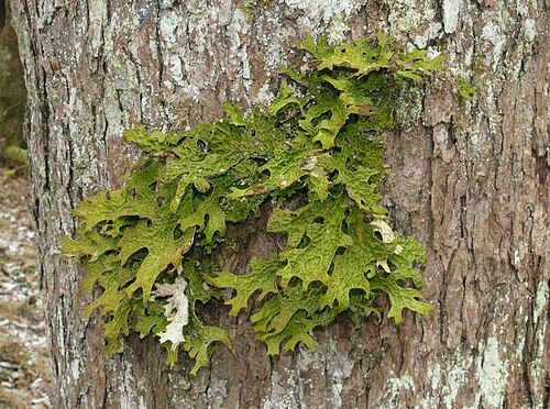 <ul><li><p>Large leafy lobes, olive-green to brown</p></li><li><p>“Wrinkled lung” texture on surface</p></li><li><p>Pale underside with raised ridges</p></li><li><p>Often grows on old hardwoods (cottonwood)</p></li><li><p>Indicator of clean, old-growth air</p></li><li><p>Moist coastal rainforest environments</p></li></ul><p></p>