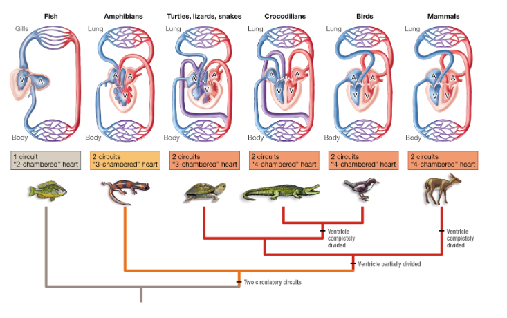 <p>Evolution of Heart Chambers</p>