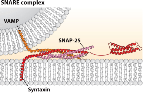 <p>a Member of the Vesicle Membrane Associated Protein (VAMP) Family, Called Synaptobrevin</p>