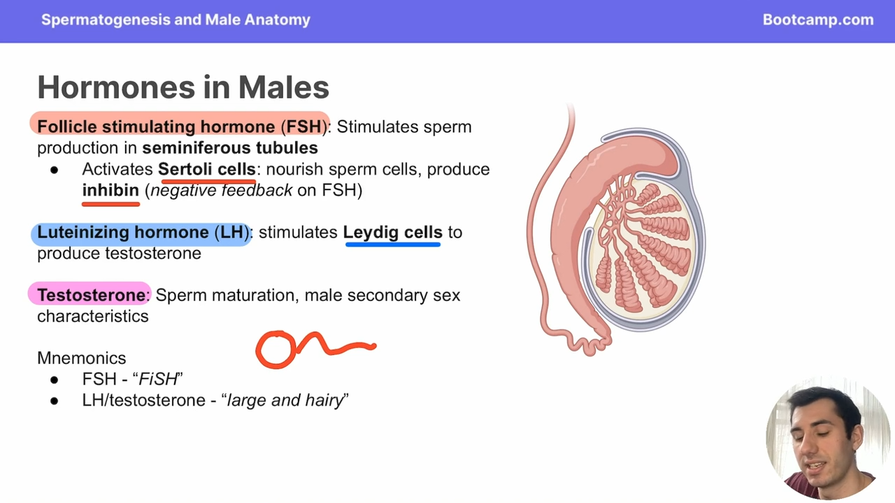 <p>ovum and ova</p>