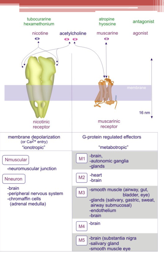 <p>Muscarinic receptors</p>