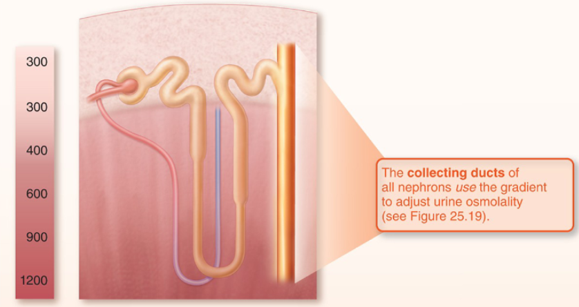<ul><li><p>Filtrate leaving the ascending limb is <em>always </em>~100 mOsm(dilute)</p></li><li><p>300 mOsm= neutral or normal concentration</p></li><li><p>Regardless of hydration status — this is the "diluting segment"</p></li><li><p>Whether final urine is dilute or concentrated depends entirely on the collecting duct</p><ul><li><p>ADH (antidiuretic hormone / vasopressin) is the controller</p><ul><li><p>secreted by pituitary gland</p></li></ul></li></ul></li></ul><p></p>