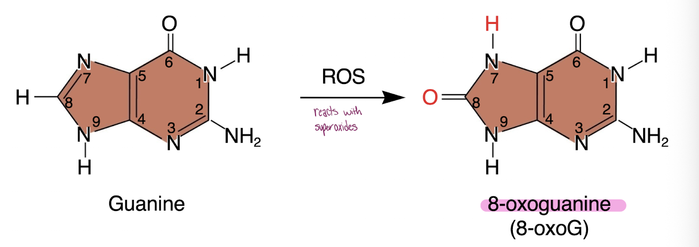 <p>-oxidative stress, another cause of variants </p><p>-8-oxoG base pairs with adenine during DNA replication</p><p>-Causes GC pairs to become TA pairs, very common damage of DNA; induced with again, DNA</p><p>-Oxidative damage also occurs from environmental exposures</p><p>-UV light, X rays, chemicals, pollution, etc</p>