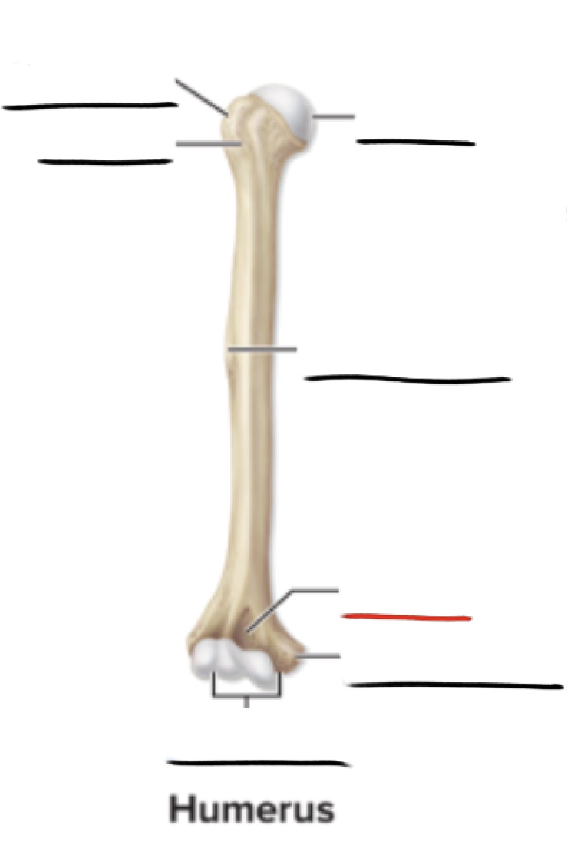 <p><strong>Anatomic Term</strong></p><p>Description</p><p>(General Structure)</p>