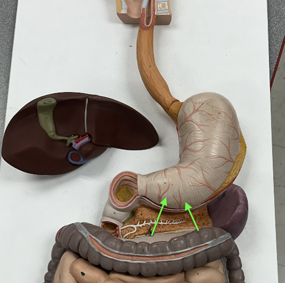 <p>Identify region</p>