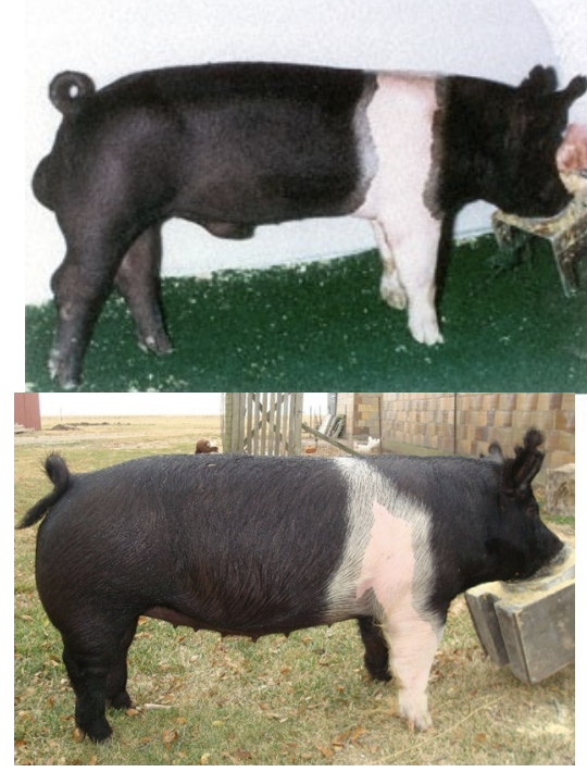 <ul><li><p>origin: hampshire county, england</p></li><li><p>black with white belt</p></li><li><p>erect ears</p></li><li><p>heavily muscled + lean + fast growing</p></li><li><p>carry stress gene</p></li></ul><p></p>