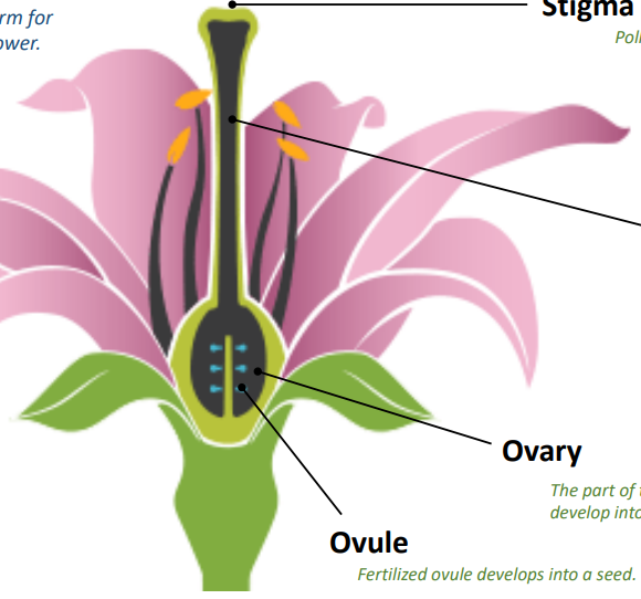 <p>Gynoecium</p><ul><li><p>stigma</p></li><li><p>style</p></li><li><p>ovary: part of pistil where ovules develop into seeds after fertilization</p></li><li><p>ovule: fertilized ovule develops into a seed</p></li></ul><p></p>