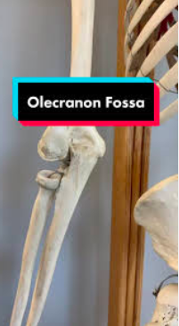 <p>Seat surface to the olecranon process with the elbows flexed at 90*</p>