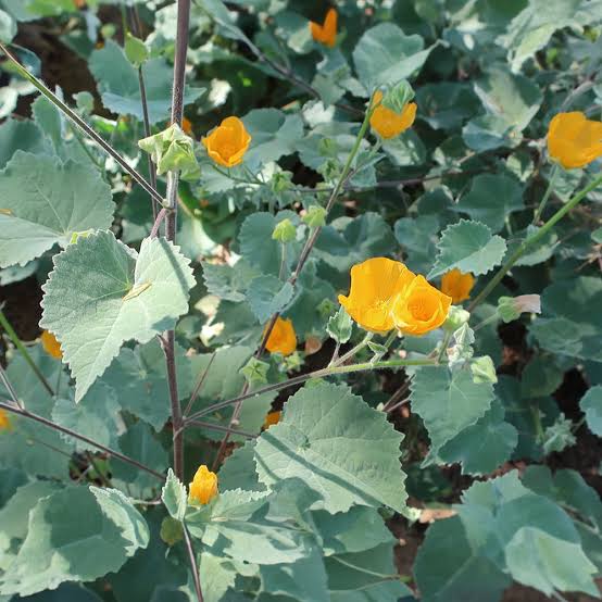 <p>Palmer’s Indian Mallow / Albutilon palmeri</p>