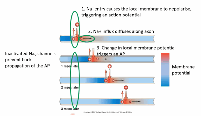<p>Na+ entry depolarises the local membrane, triggering an AP; the resulting Na+ influx diffuses a short distance along the axon, changing the local membrane potential enough to trigger an AP in the adjacent region, and so on toward the axon terminal. Inactivated Nav channels in the region just “behind” the moving spike prevent back-propagation, and also cap the maximum firing rate of a single neuron.</p>