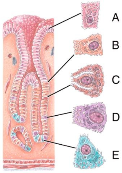<p>Name the structure labeled D</p><p> a) Parietal cell</p><p>b) Gastric glands</p><p>c) Gastric pit</p><p>d) Chief cell</p><p>e) Simple columnar epithelium</p>