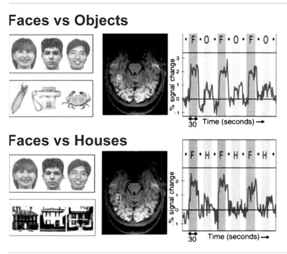 <p>FFA: Faces vs. Objects vs. Houses</p>