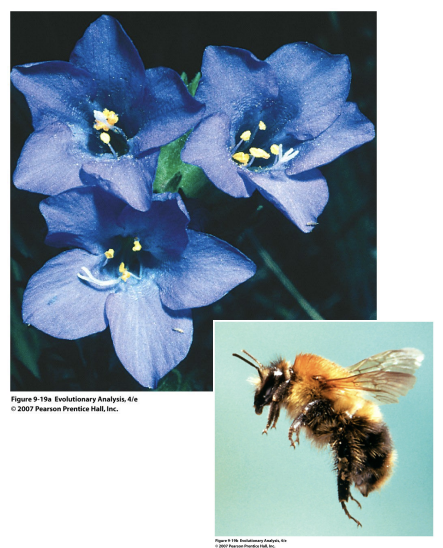<p>Galen’s (1996) work on Alpine skypilot</p><ul><li><p>timberline populations</p></li><li><p>tundra populations</p></li></ul><p></p>