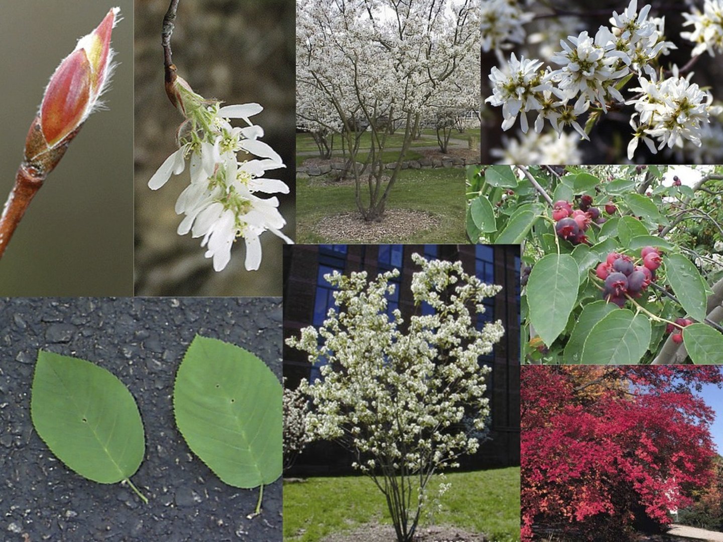 <p>Amelanchier sp.</p>