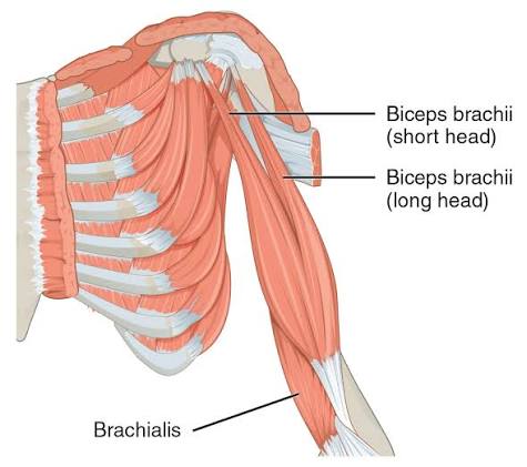 <p>Biceps brachii</p>